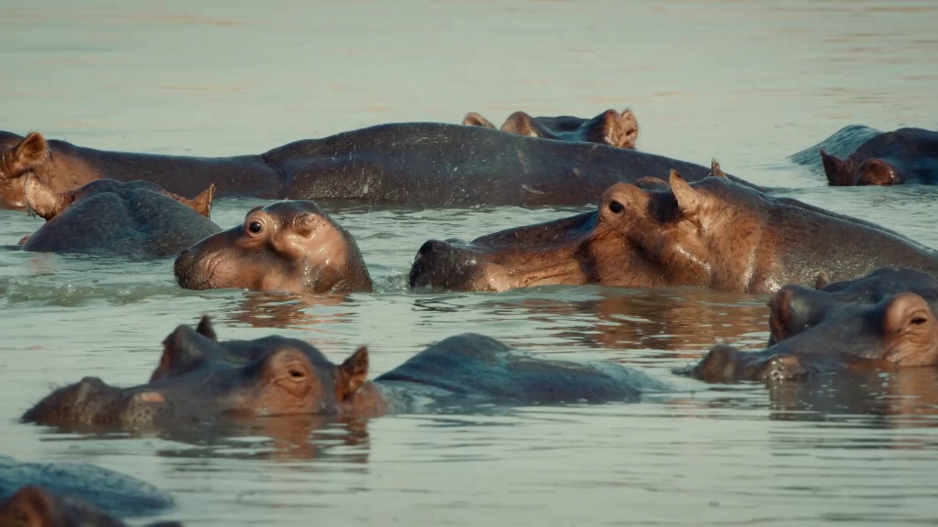 The Social World of Hippos | Hippo King | PBS LearningMedia, image size:1920x1080