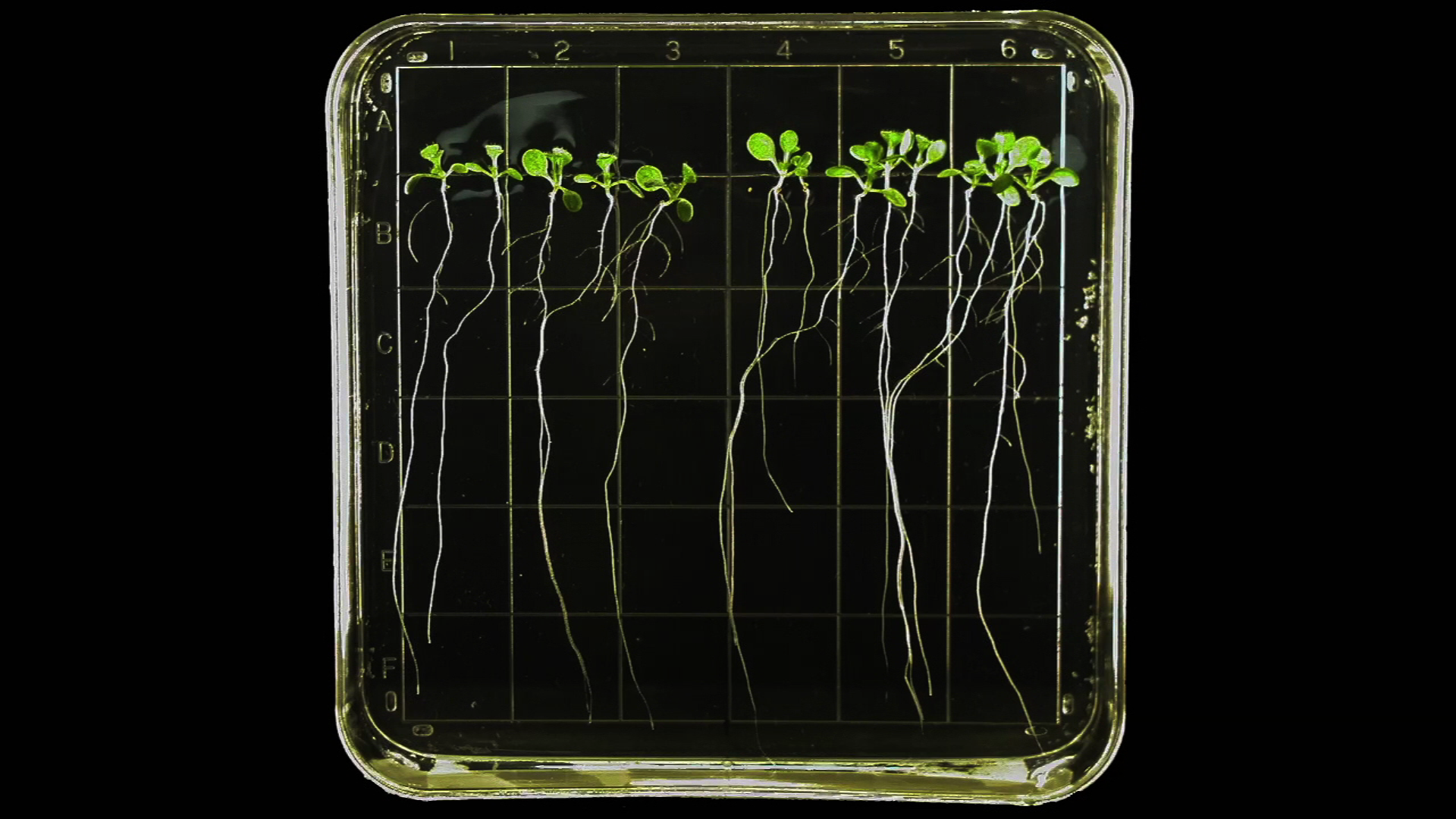 Harvesting Plants in Space | PBS LearningMedia