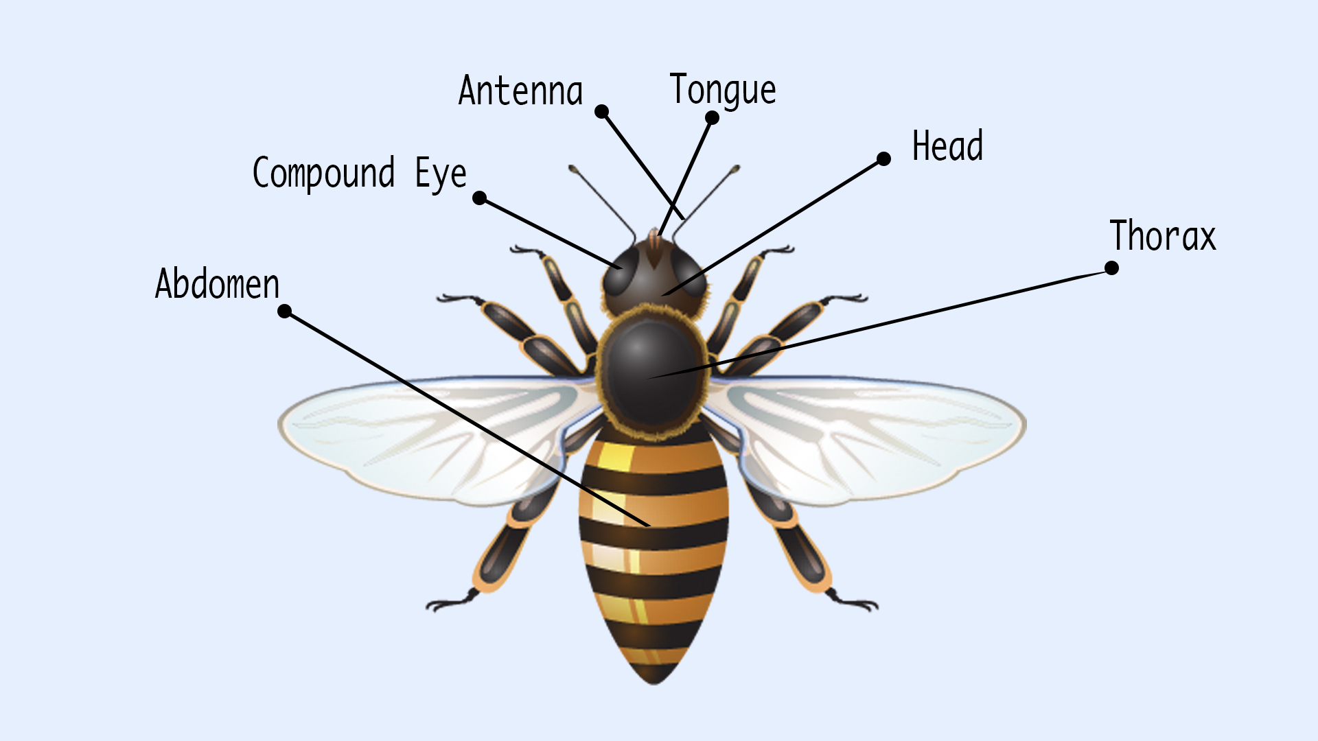 Honey Bee Anatomy At Daryl Wherry Blog