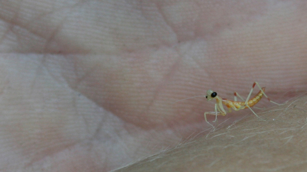 Praying Mantis | KET Image Bank | PBS LearningMedia