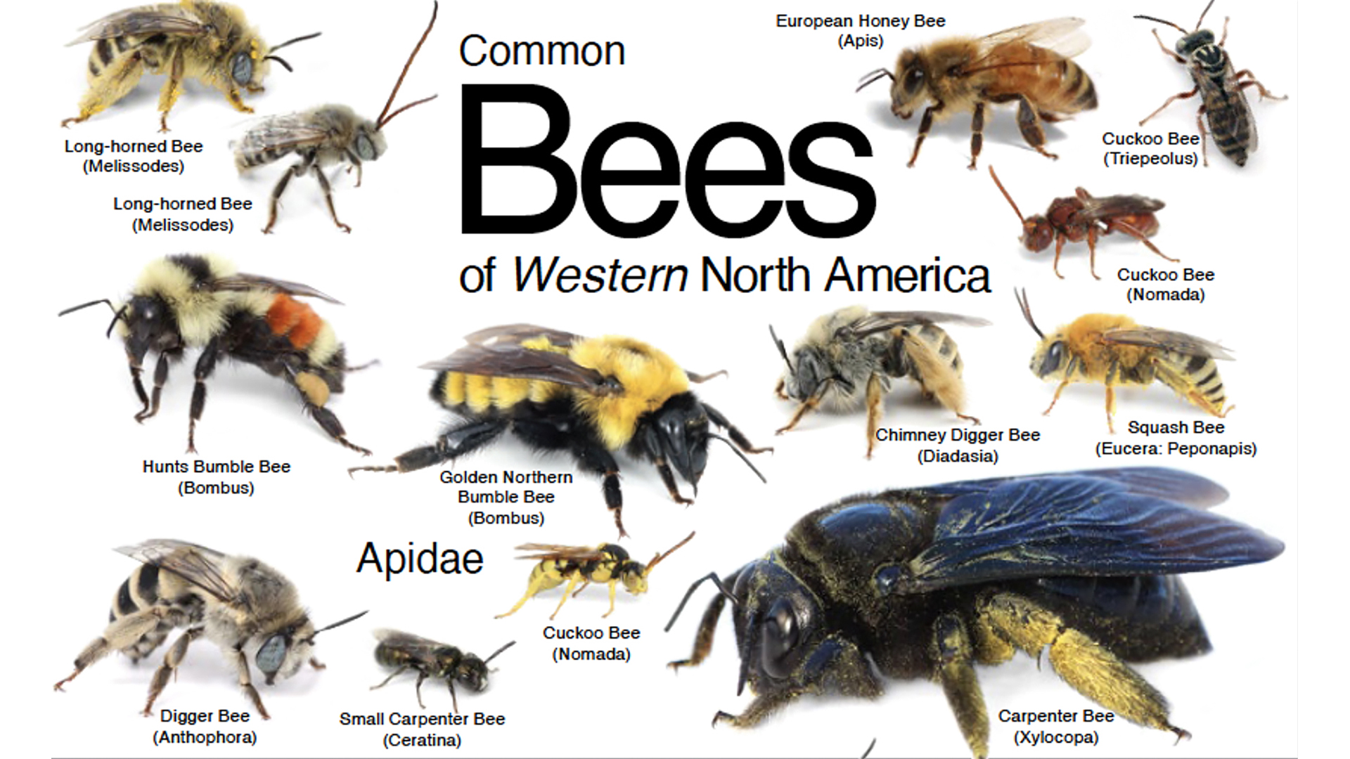 Types Of Bees Names