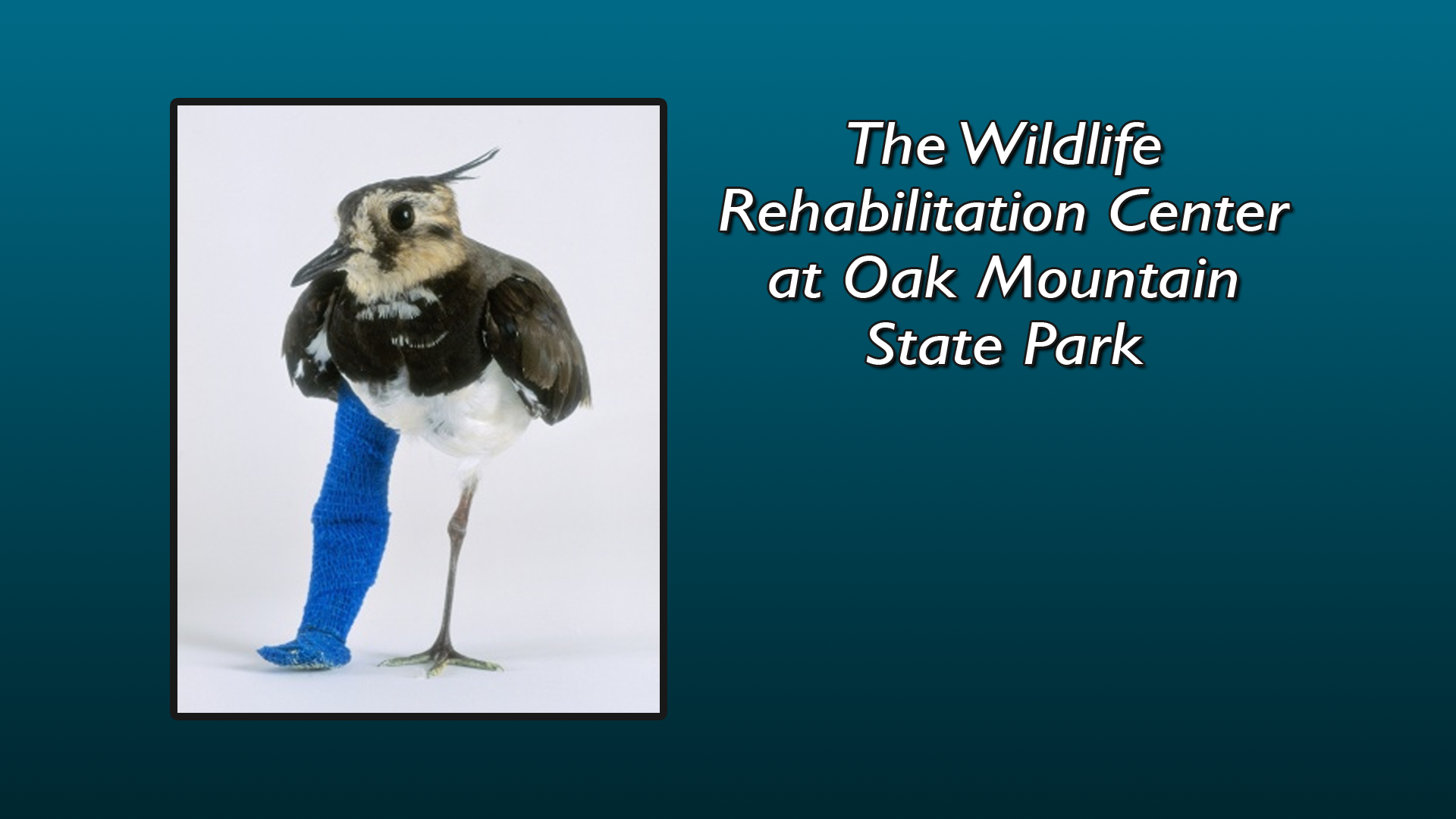 Alabama Wildlife Rehab Center PBS LearningMedia